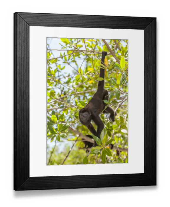 Framed Print : Central American Howler Monkey (Alouatta palliata), rehab center and forest preserve Framed Print : Central American Howler Monkey (Alouatta palliata), rehab center and forest preserve