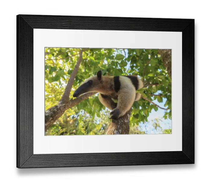Framed Print : Anteater (Myrmecophaga tridactyla) at rehab center and forest preserve on Mango Key Framed Print : Anteater (Myrmecophaga tridactyla) at rehab center and forest preserve on Mango Key