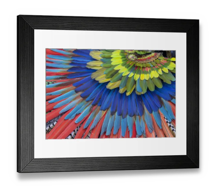 Framed Print : San Miguel De Allende, Mexico. Native feather headdress Framed Print : San Miguel De Allende, Mexico. Native feather headdress