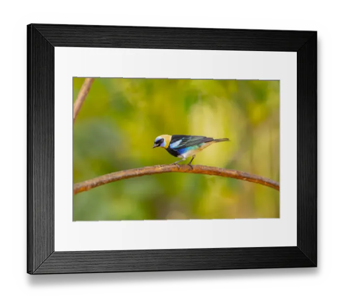 Framed Print : Central America, Costa Rica. Male golden-hooded tanager Framed Print : Central America, Costa Rica. Male golden-hooded tanager