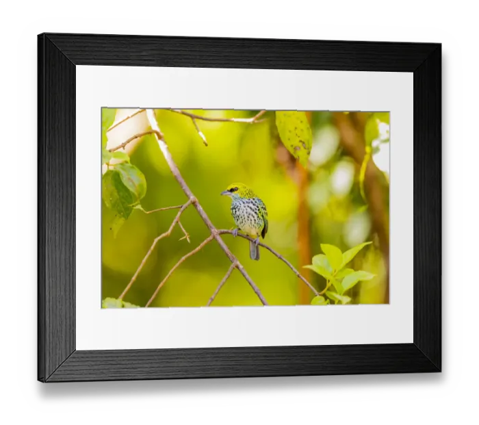 Framed Print : Central America, Costa Rica. Speckled tanager in tree Framed Print : Central America, Costa Rica. Speckled tanager in tree