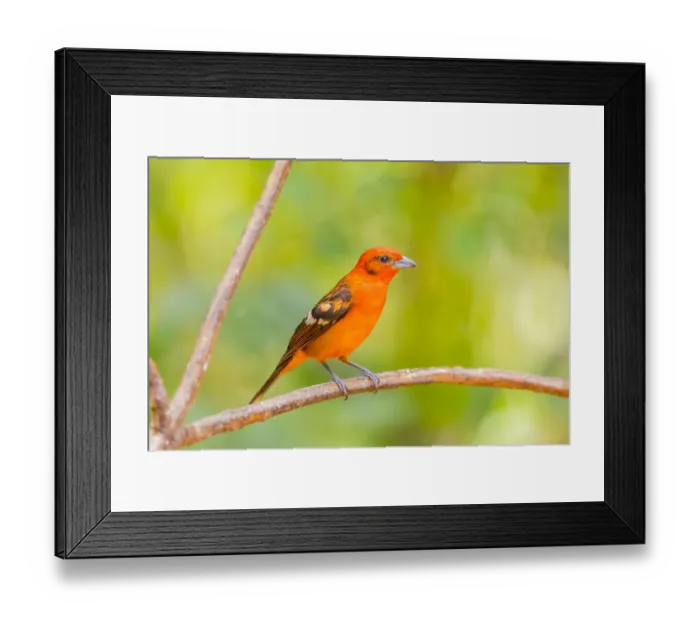 Framed Print : Central America, Costa Rica. Male flame-colored tanager Framed Print : Central America, Costa Rica. Male flame-colored tanager