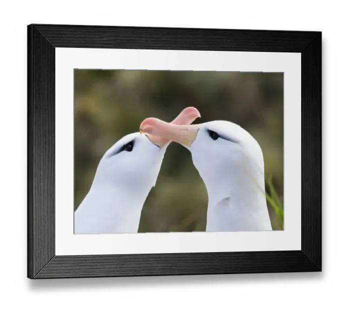 Framed Print : Black-browed albatross or black-browed mollymawk (Thalassarche melanophris), typical courtship Framed Print : Black-browed albatross or black-browed mollymawk (Thalassarche melanophris), typical courtship