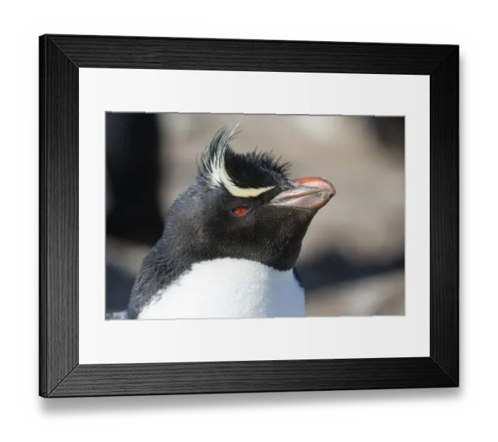 Framed Print : Close up portrait of a Rockhopper penguin, Eudyptes chrysocome Framed Print : Close up portrait of a Rockhopper penguin, Eudyptes chrysocome