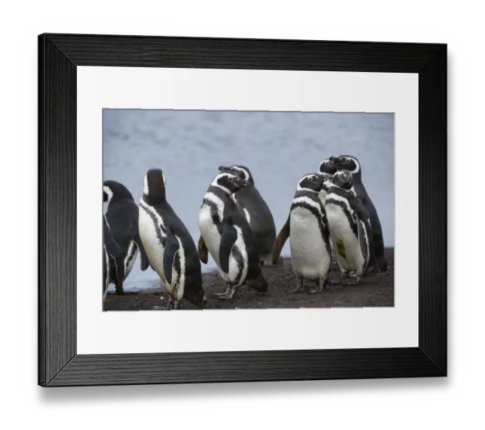 Framed Print : Magellanic penguins, Spheniscus magellanicus, on a water pond Framed Print : Magellanic penguins, Spheniscus magellanicus, on a water pond