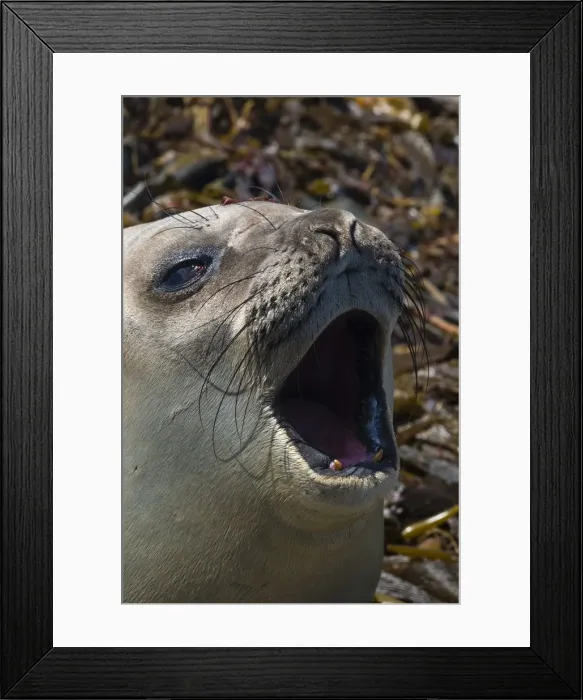 Framed Print : Southern elephant seal, Mirounga leonina, barking Framed Print : Southern elephant seal, Mirounga leonina, barking