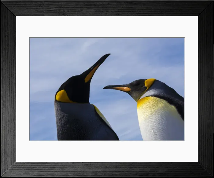 Framed Print : Portrait of two King penguins, Aptenodytes patagonica Framed Print : Portrait of two King penguins, Aptenodytes patagonica
