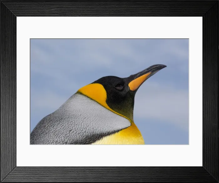 Framed Print : Portrait of a King penguin, Aptenodytes patagonica Framed Print : Portrait of a King penguin, Aptenodytes patagonica