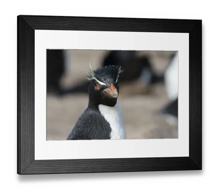 Framed Print : Close up portrait of a Rockhopper penguin, Eudyptes chrysocome Framed Print : Close up portrait of a Rockhopper penguin, Eudyptes chrysocome