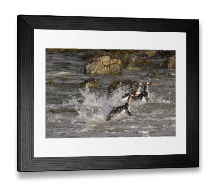 Framed Print : Gentoo penguins, Pygoscelis papua, coming ashore Framed Print : Gentoo penguins, Pygoscelis papua, coming ashore