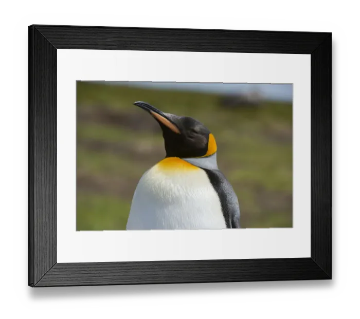 Framed Print : Portrait of a King penguin, Aptenodytes patagonica Framed Print : Portrait of a King penguin, Aptenodytes patagonica