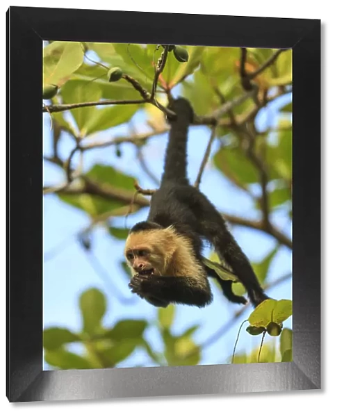 White-faced Capuchin Monkey (Cebus capucinus). Native to Central America. Roatan