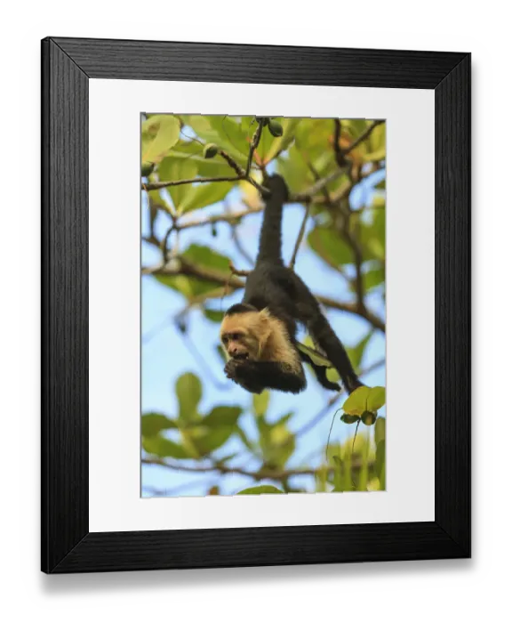 Framed Print : White-faced Capuchin Monkey (Cebus capucinus). Native to Central America. Roatan Framed Print : White-faced Capuchin Monkey (Cebus capucinus). Native to Central America. Roatan
