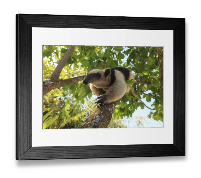 Framed Print : Anteater (Myrmecophaga tridactyla) at rehab center and forest preserve on Mango Key