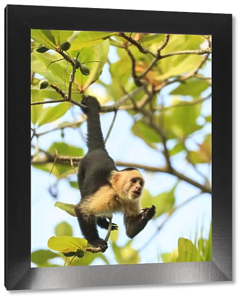White-faced Capuchin Monkey (Cebus capucinus), native to Central America. Roatan
