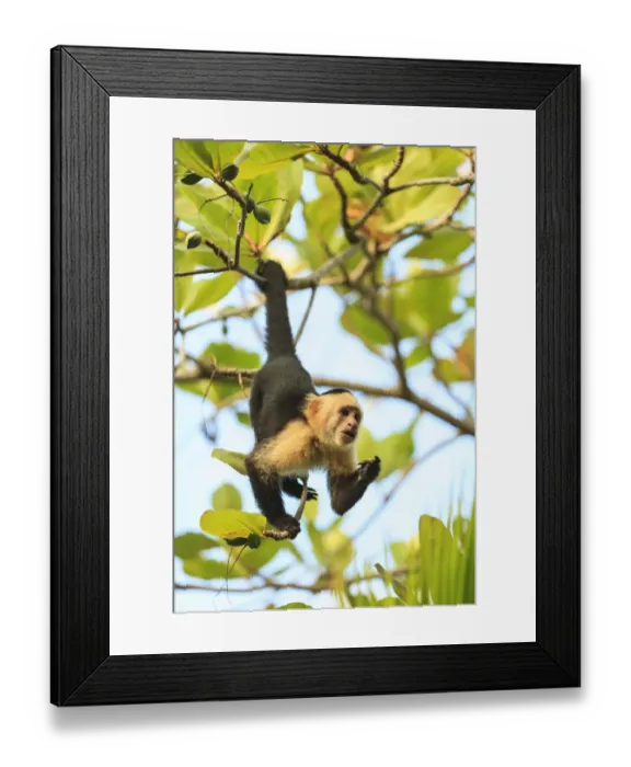 Framed Print : White-faced Capuchin Monkey (Cebus capucinus), native to Central America. Roatan Framed Print : White-faced Capuchin Monkey (Cebus capucinus), native to Central America. Roatan