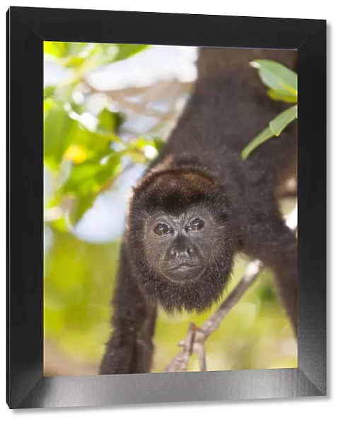 Central American Howler Monkey (Alouatta palliata), rehab center and forest preserve