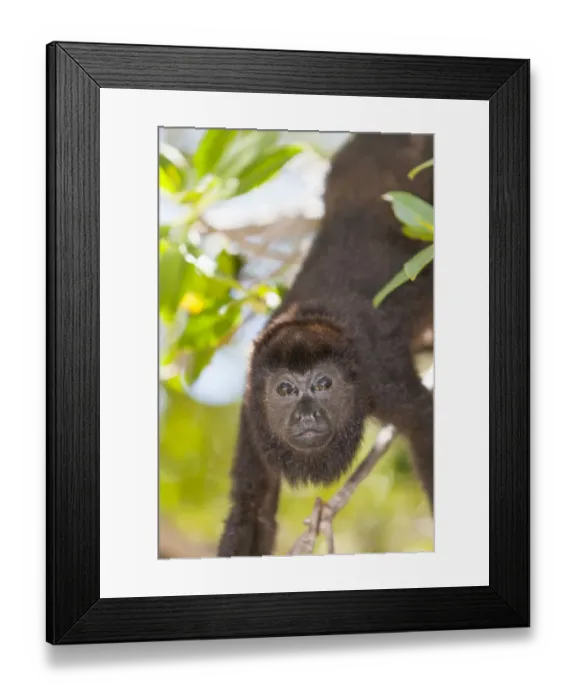 Framed Print : Central American Howler Monkey (Alouatta palliata), rehab center and forest preserve Framed Print : Central American Howler Monkey (Alouatta palliata), rehab center and forest preserve