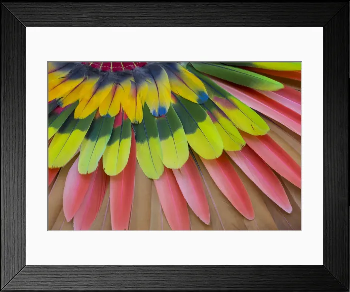 Framed Print : San Miguel De Allende, Mexico. Native feather headdress Framed Print : San Miguel De Allende, Mexico. Native feather headdress