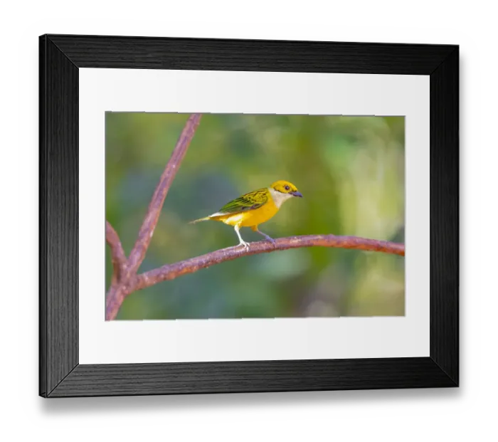 Framed Print : Central America, Costa Rica. Male silver-throated tanager in tree