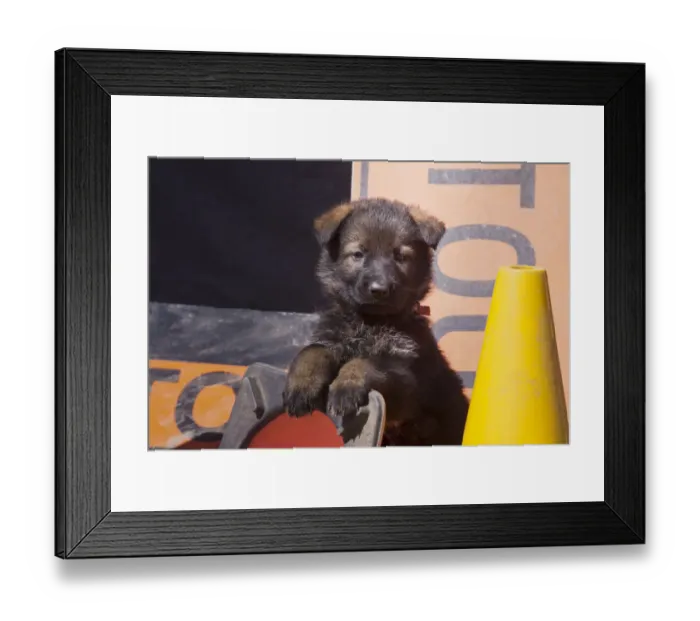 Framed Print : German Shepherd puppy (PR) Framed Print : German Shepherd puppy (PR)