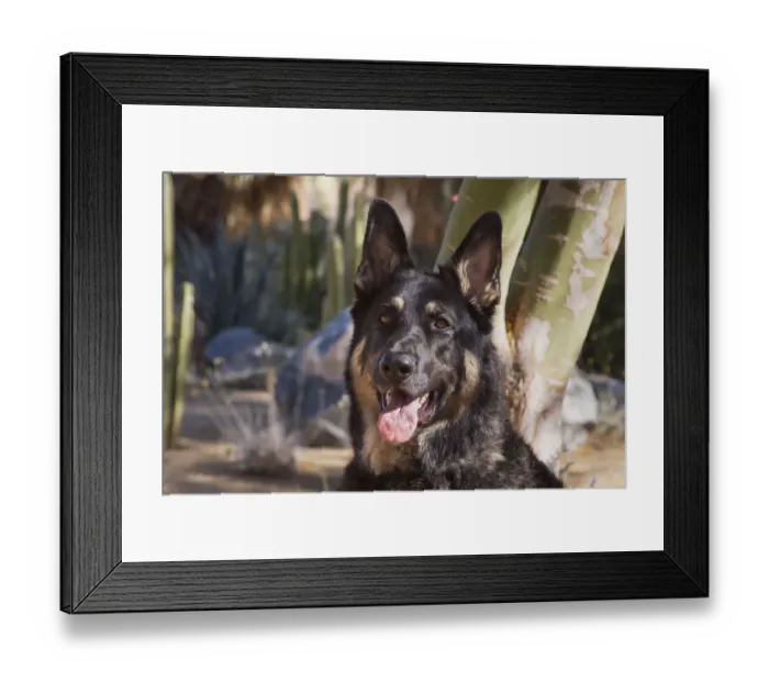 Framed Print : German Shepherd (PR)
