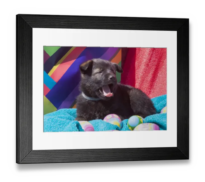 Framed Print : German Shepherd puppy (PR) Framed Print : German Shepherd puppy (PR)