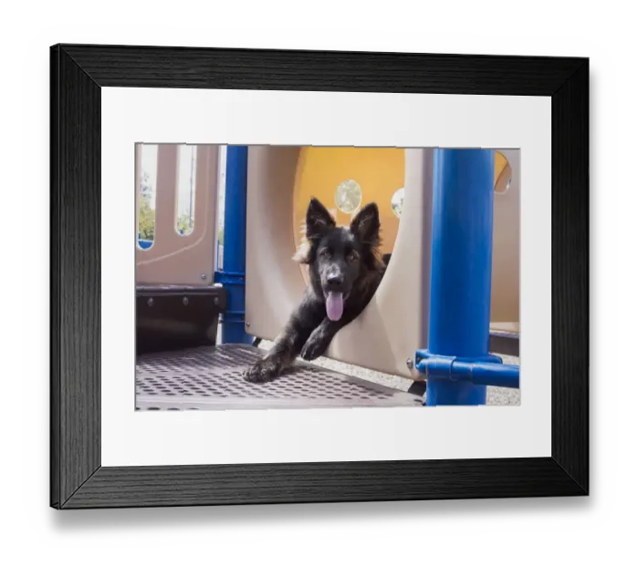 Framed Print : German Shepherd puppy (PR) Framed Print : German Shepherd puppy (PR)