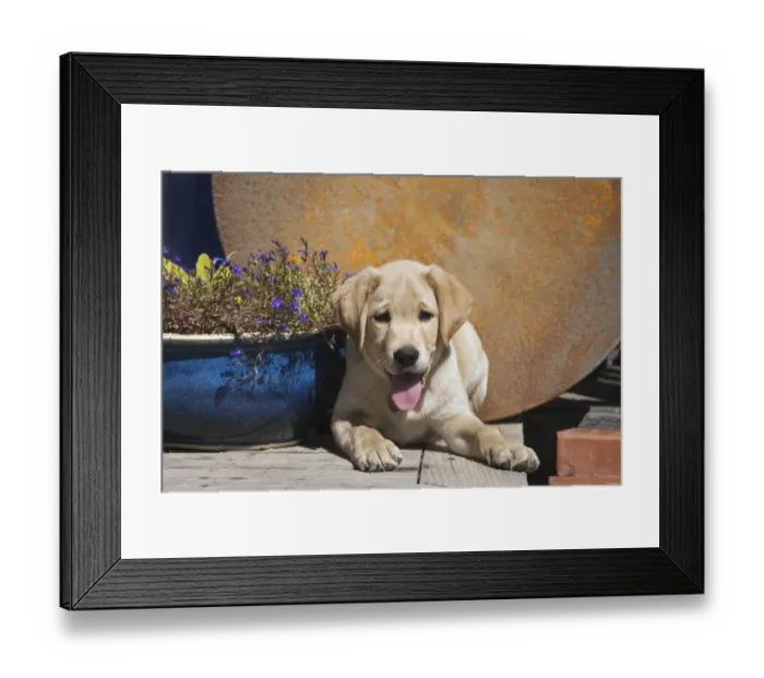 Framed Print : Labrador puppy (PR) Framed Print : Labrador puppy (PR)