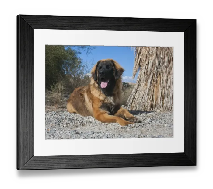 Framed Print : Leonberger puppy lying next to native palm tree (PR) Framed Print : Leonberger puppy lying next to native palm tree (PR)