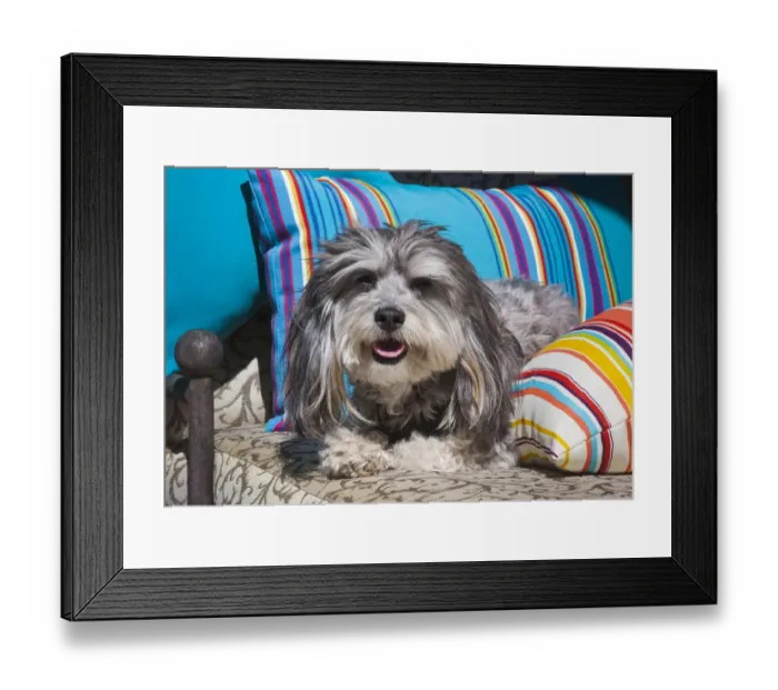 Framed Print : Havanese lying between pillows (PR) Framed Print : Havanese lying between pillows (PR)