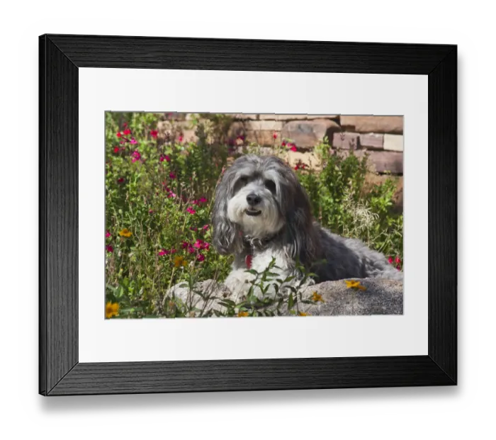 Framed Print : Havanese in flowers (PR) Framed Print : Havanese in flowers (PR)