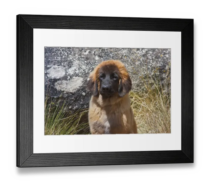 Framed Print : Portrait of a leonberger puppy (PR) Framed Print : Portrait of a leonberger puppy (PR)
