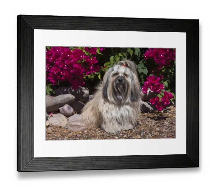 Framed Print : Havanese sitting in front of flowers (PR) Framed Print : Havanese sitting in front of flowers (PR)