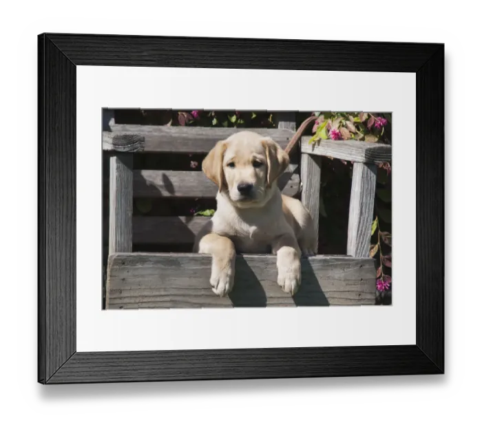 Framed Print : Yellow labrador puppy sitting on wooden chair (PR) Framed Print : Yellow labrador puppy sitting on wooden chair (PR)