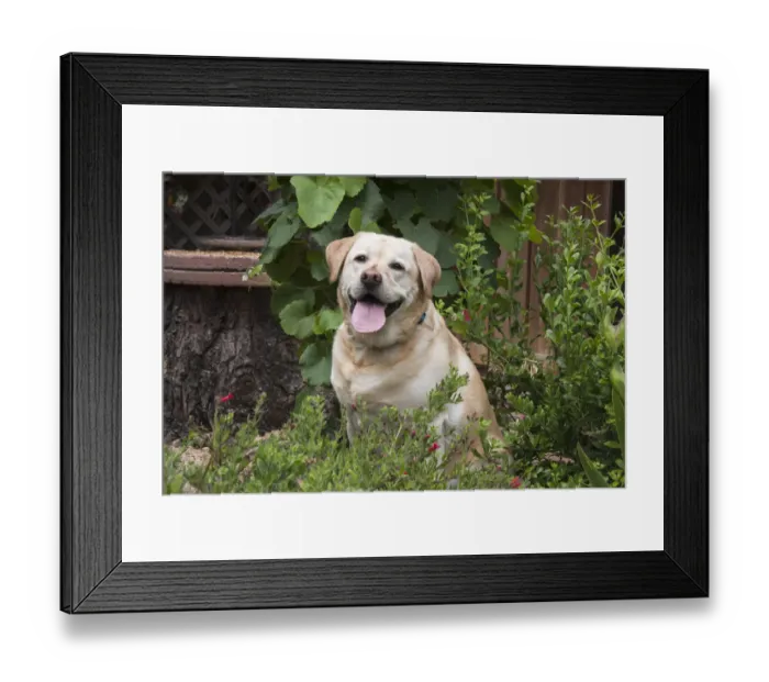 Framed Print : Yellow labrador sitting in garden (PR) Framed Print : Yellow labrador sitting in garden (PR)