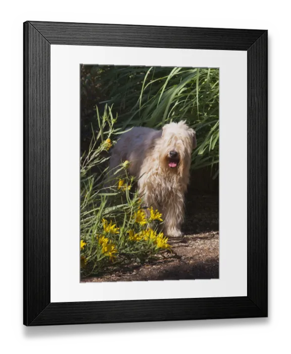 Framed Print : Wheaton terrier sitting in flower garden (PR) Framed Print : Wheaton terrier sitting in flower garden (PR)