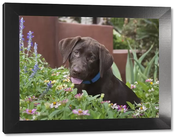 Chocolate labrador puppy in a garden setting (PR)