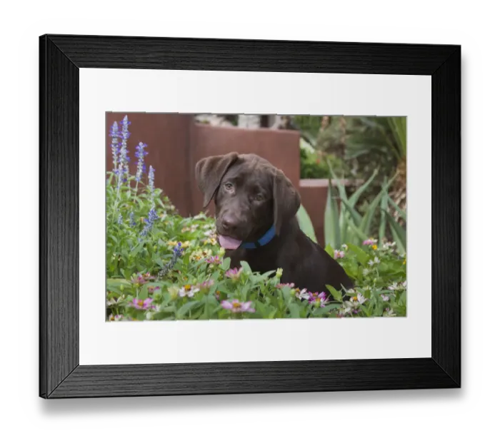 Framed Print : Chocolate labrador puppy in a garden setting (PR)