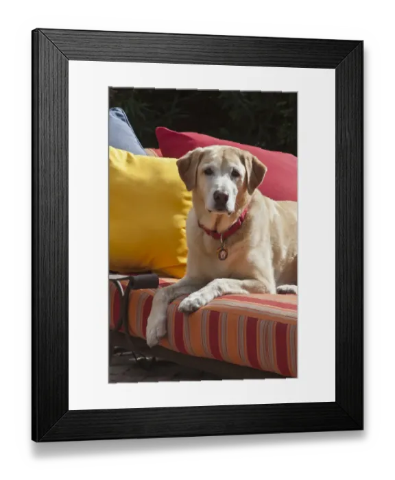 Framed Print : Yellow labrador on bright patio recliner (PR) Framed Print : Yellow labrador on bright patio recliner (PR)