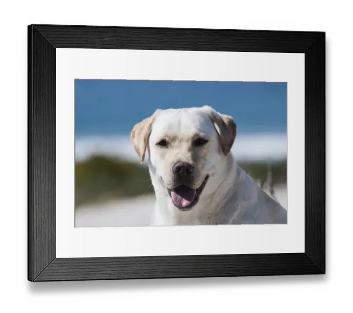 Framed Print : Portrait of a yellow labrador (PR) Framed Print : Portrait of a yellow labrador (PR)
