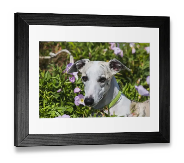 Framed Print : Portrait of a whippet (PR) Framed Print : Portrait of a whippet (PR)