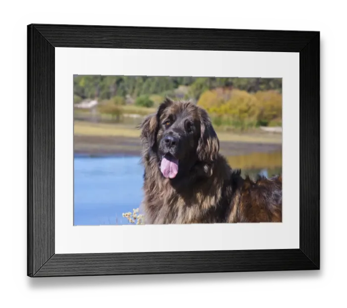 Framed Print : Portrait of a leonberger (PR) Framed Print : Portrait of a leonberger (PR)