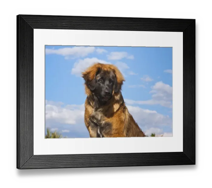 Framed Print : Looking up at a leonberger puppy (PR)