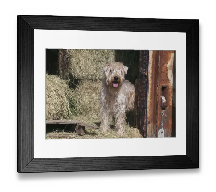 Framed Print : Wheaton terrier standing by hay bales (PR) Framed Print : Wheaton terrier standing by hay bales (PR)