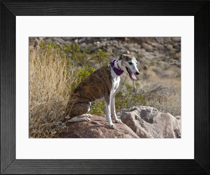 Framed Print : Whippet sitting on a rock (PR) Framed Print : Whippet sitting on a rock (PR)