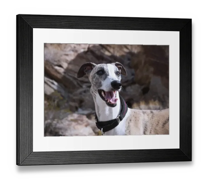 Framed Print : Portrait of a whippet (PR)