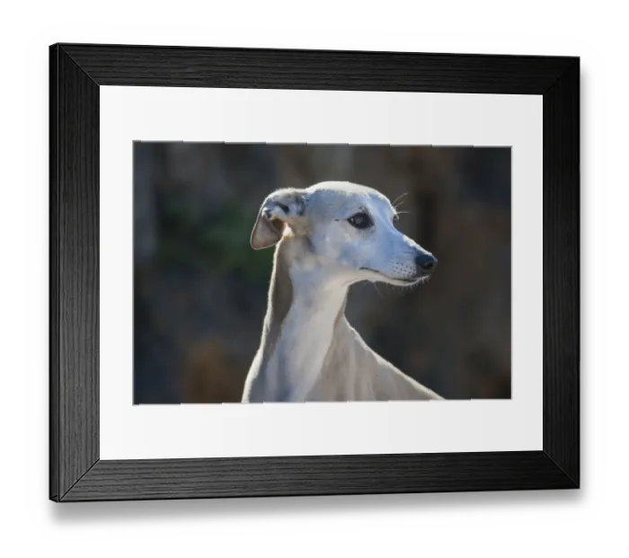 Framed Print : Portrait of a whippet (PR)