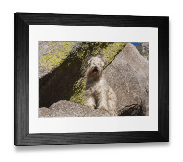 Framed Print : Wheaton terrier standing on a boulder (PR) Framed Print : Wheaton terrier standing on a boulder (PR)