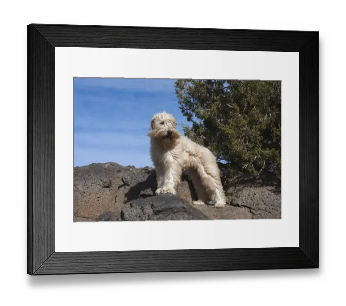 Framed Print : Wheaton terrier standing on volcanic rocks (PR) Framed Print : Wheaton terrier standing on volcanic rocks (PR)